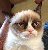 Grumpy Cat был признан Мемом Года