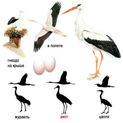 Аистообразные / Ciconiiformes