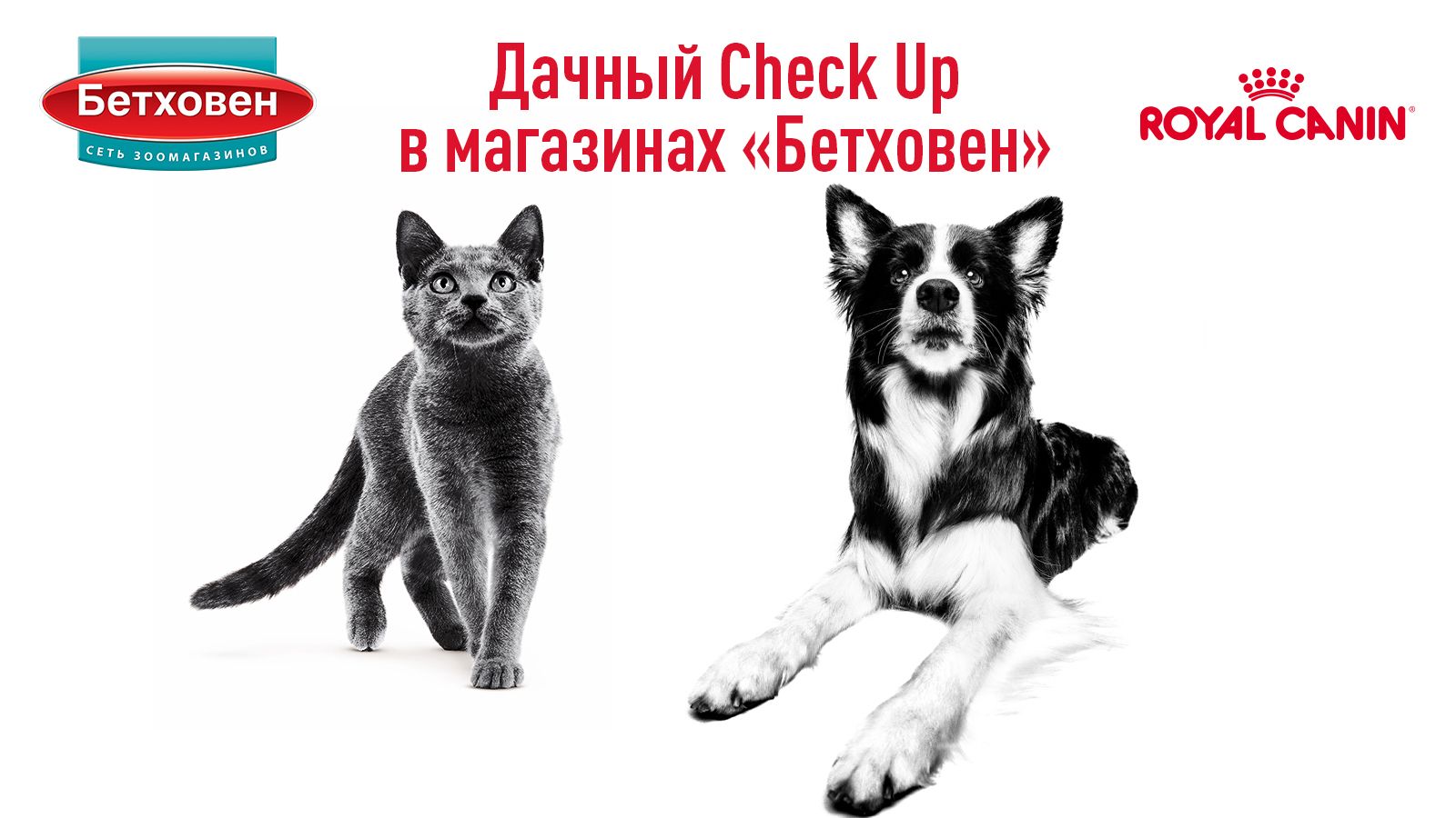 Ветеринарные консультации от экспертов Royal Canin