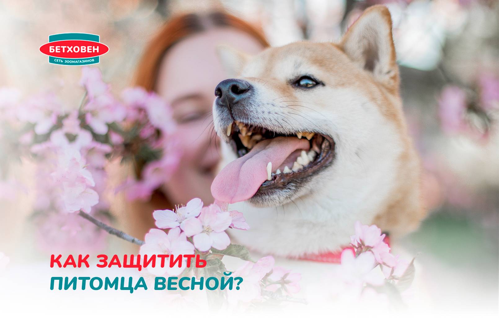 Как защитить питомца весной?