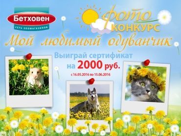 Яркий фотоконкурс "Мой любимый одуванчик"