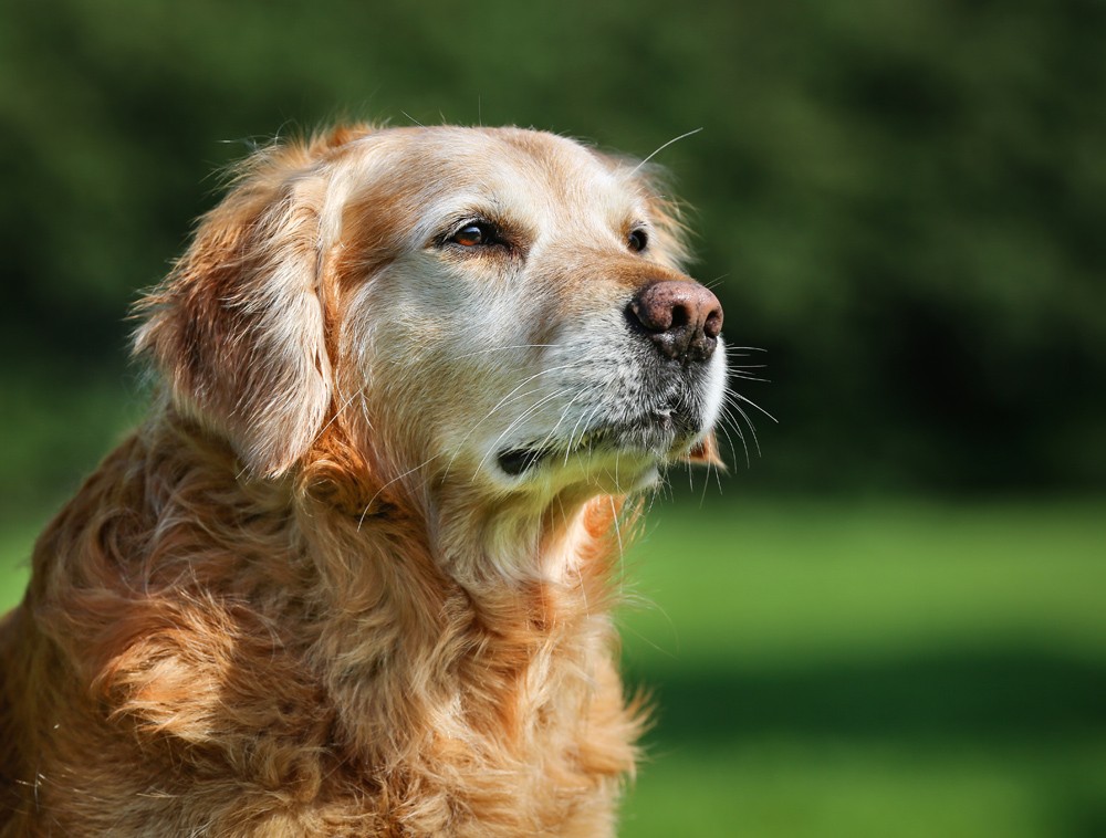 Причины и лечение недержания мочи у собак