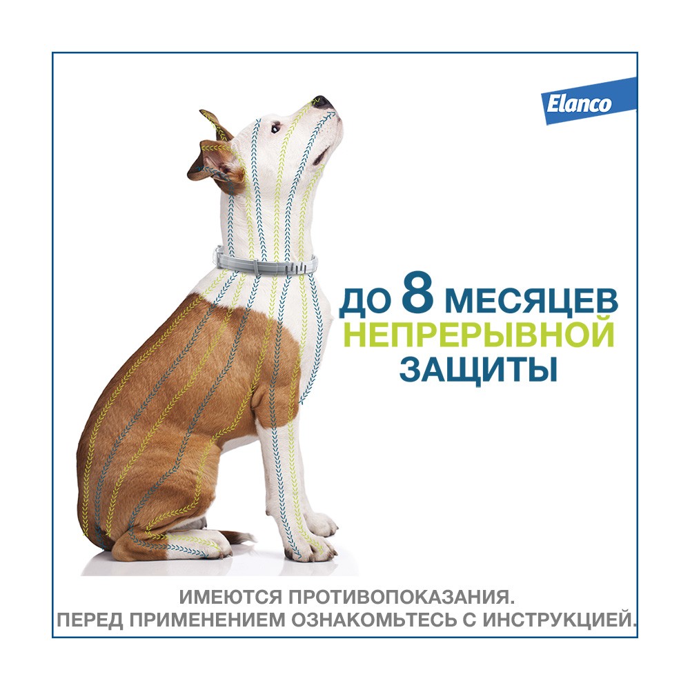 10 лучших ошейников от клещей и блох для котов: отзывы, характеристики, цены