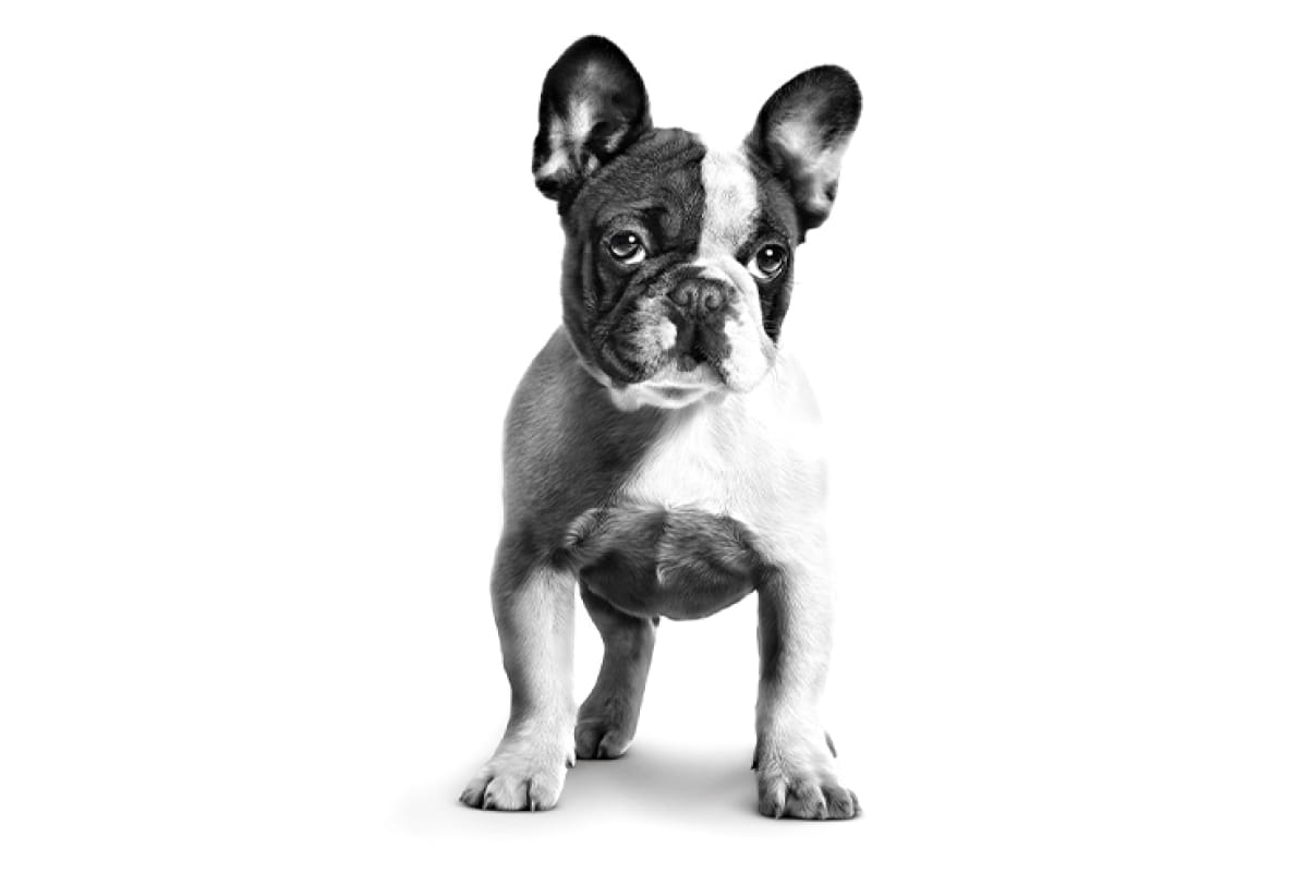 Купить Корм для щенков ROYAL CANIN French Bulldog Puppy для породы Французский  Бульдог до 12 мес. сух. в Бетховен