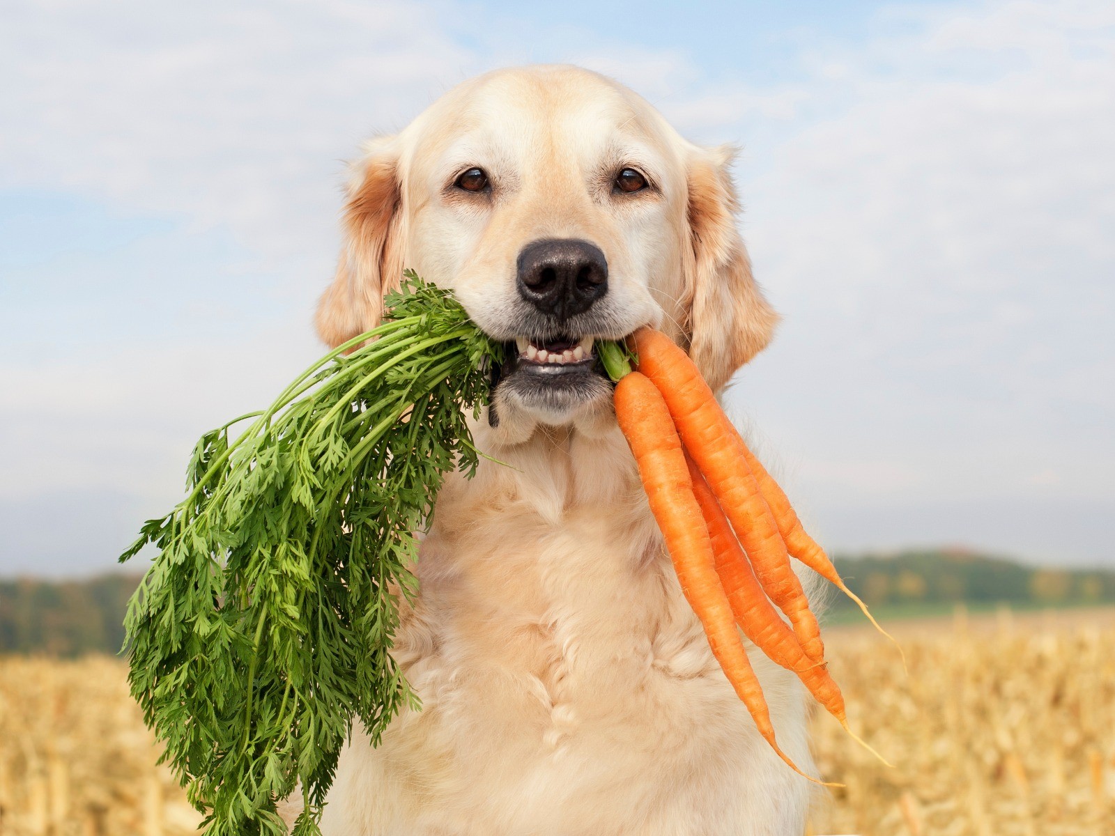 Овощи, разрешенные собакам