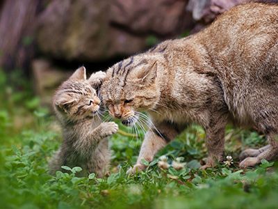 Сколько лет вашей кошке по человеческим меркам?