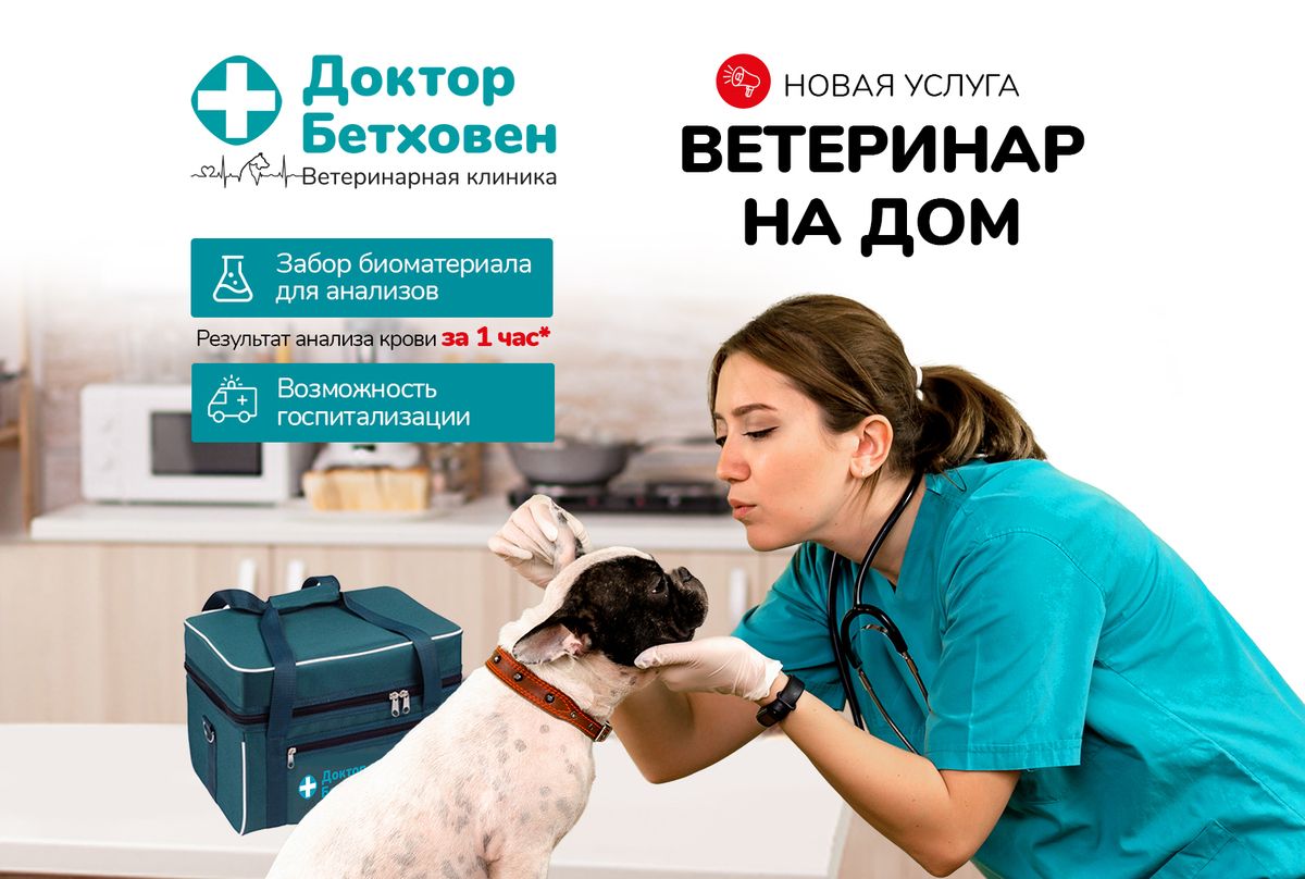 Стоит вызывать ветеринара на дом. Ветеринар на дом. Вызов ветеринара на дом. Вызов ветврача на дом. Выезд ветеринара на дом круглосуточно.