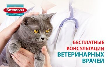 Приглашаем на ветеринарные консультации