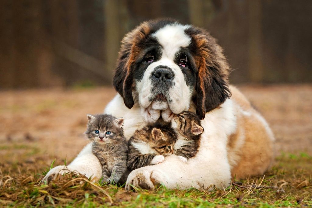 Animals___Dogs_St._Bernard_with_kittens_085109_.jpg