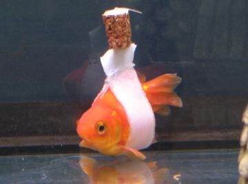 Золотая рыбка в подарок: нюансы