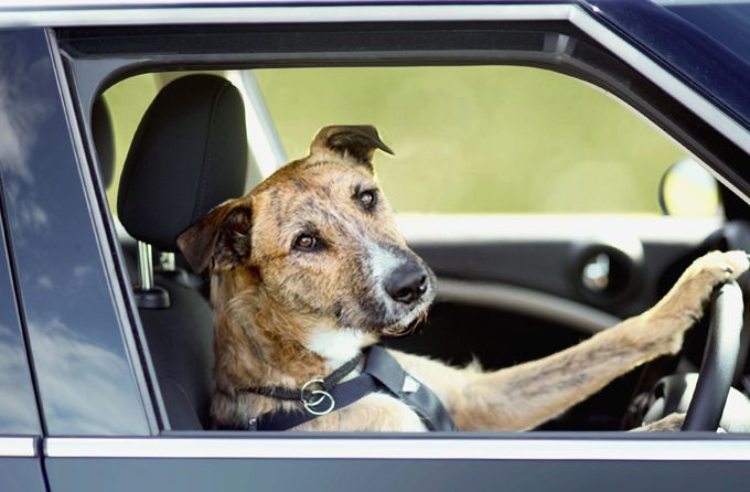 Australian-dog-driving2.jpg