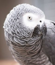 grey parrot.jpg