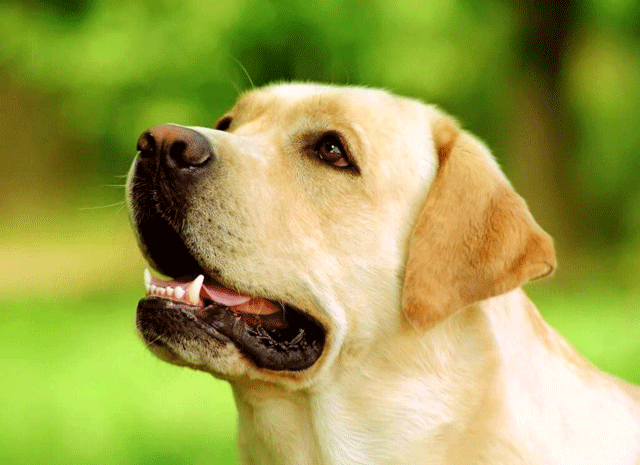 Панлейкопения у собаки: причины, симптомы и профилактика