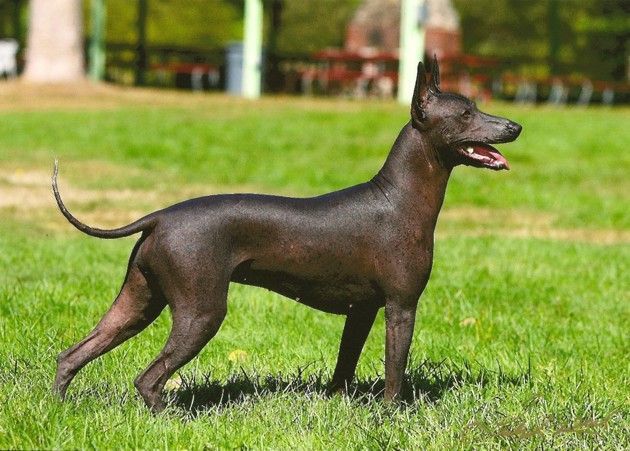 Xoloitzcuintle.jpg