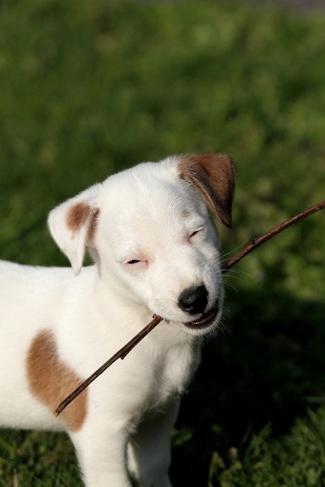 puppy with a stick.jpg