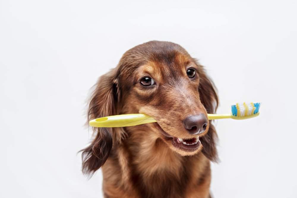 Терапевтическая стоматология (лечение зубов у собак)