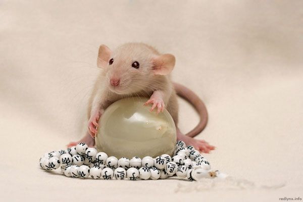 Особенности кормления декоративных крыс и мышей