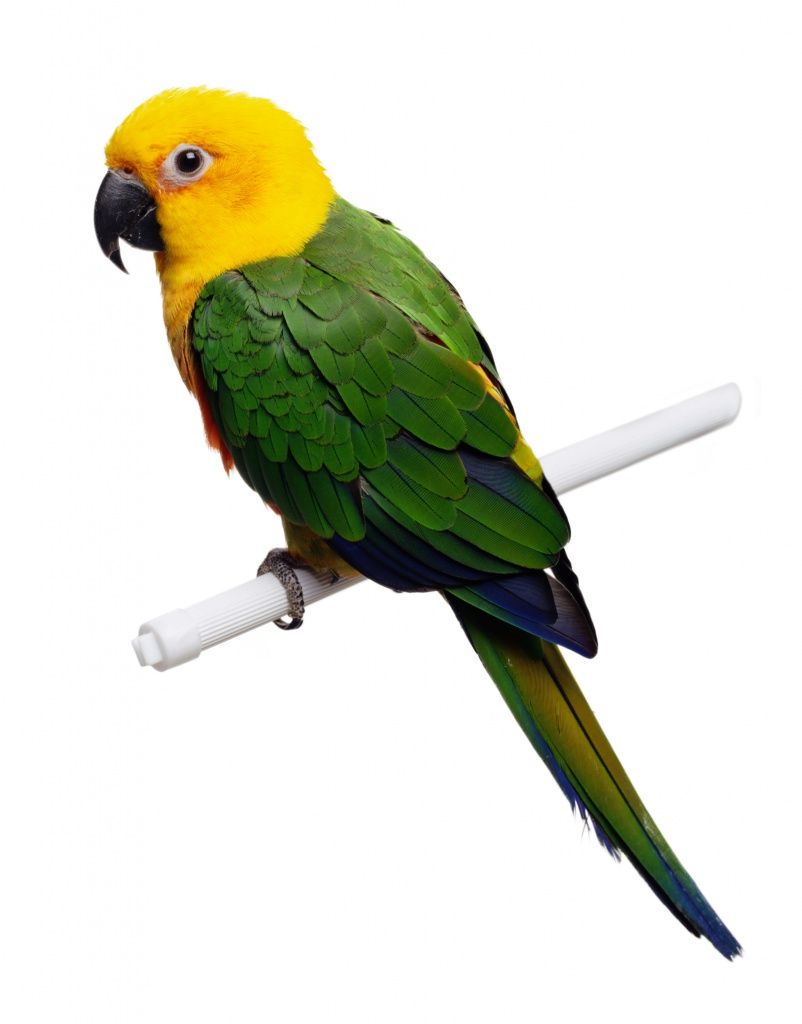 Стресс у попугаев, канареек и других птиц: как распознать и чем помочь