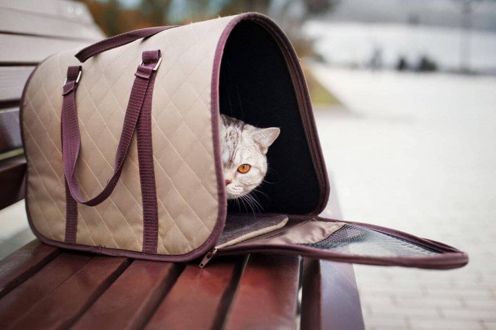 Сумка переноска для кошек своими руками: выкройка и пошаговый пошив сумки переноски для кошки