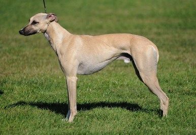 Whippet.jpg